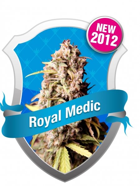 Royal Medic Seeds