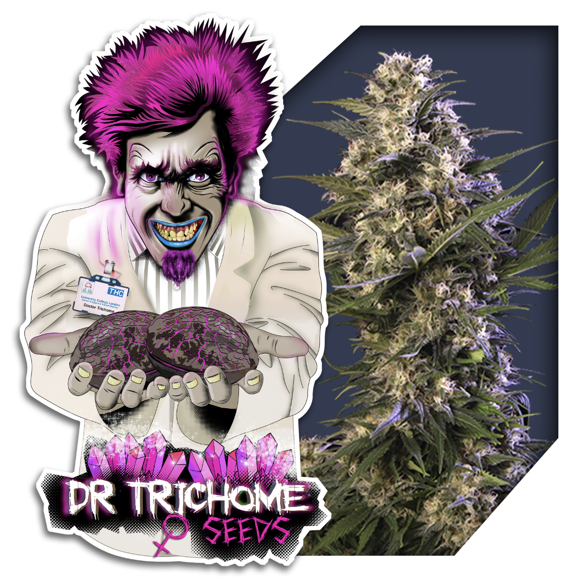 Dr Trichome Cheesefast Version Seeds
