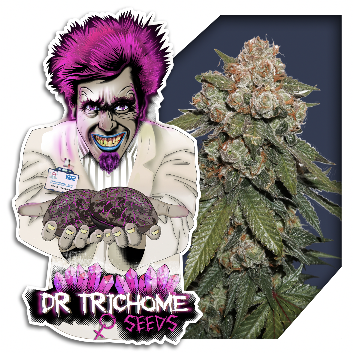 Dr Trichome Critical Kush Seeds