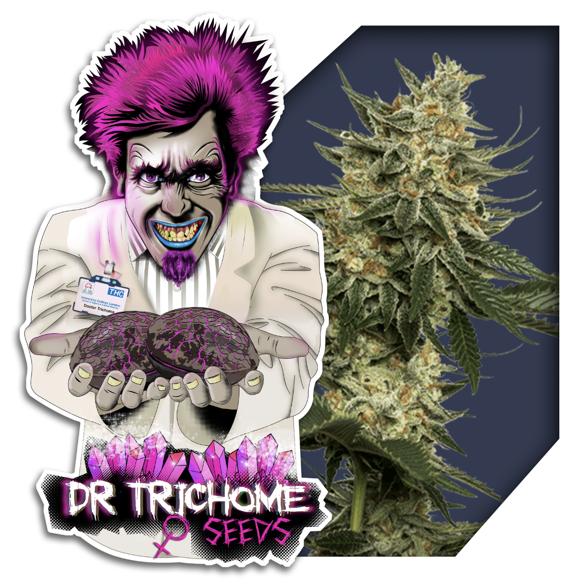 Dr Trichome White Widow Seeds