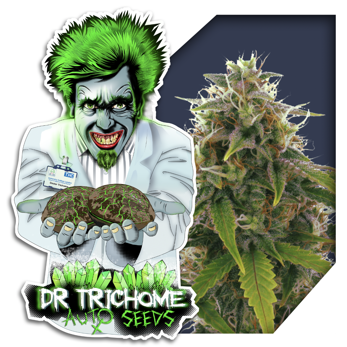 Dr Trichome Auto Cheese XL Seeds