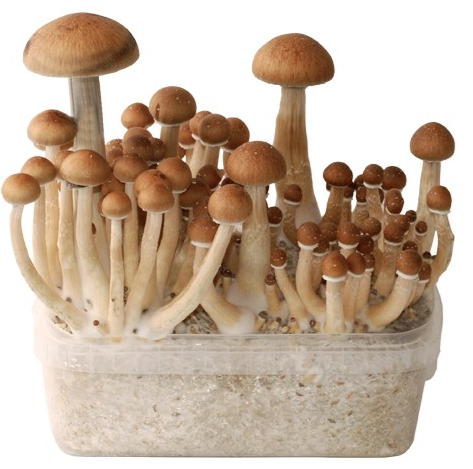 Edible Mushroom Grow Kit