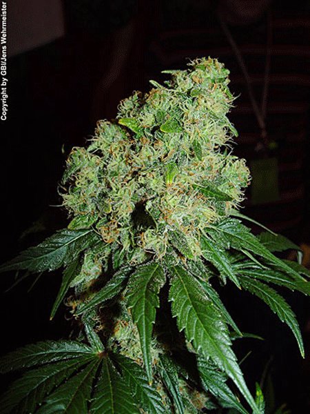 Serious Seeds - Bubble Gum Seeds - 11