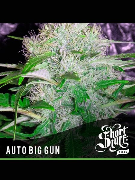 Auto Big Gun Seeds - 5