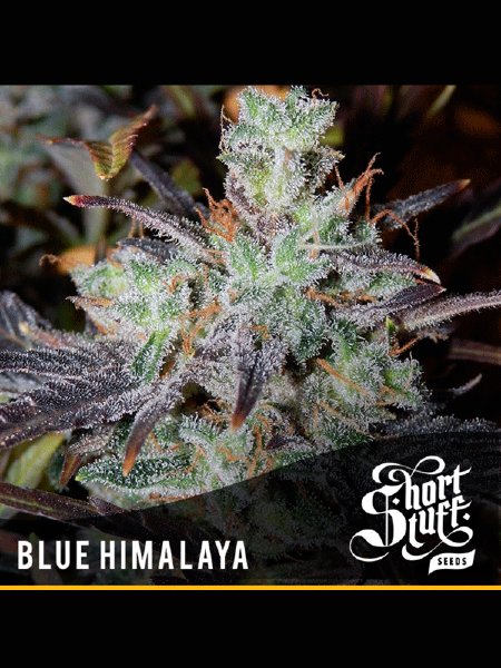 Auto Blue Himalaya Seeds - 5