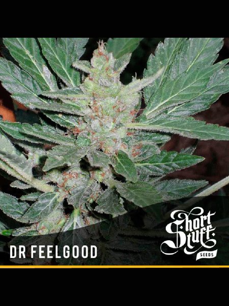 Auto Dr. Feelgood Seeds - 5
