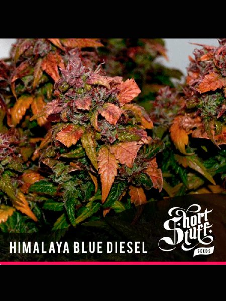 Auto Himalaya Blue Diesel Seeds - 5