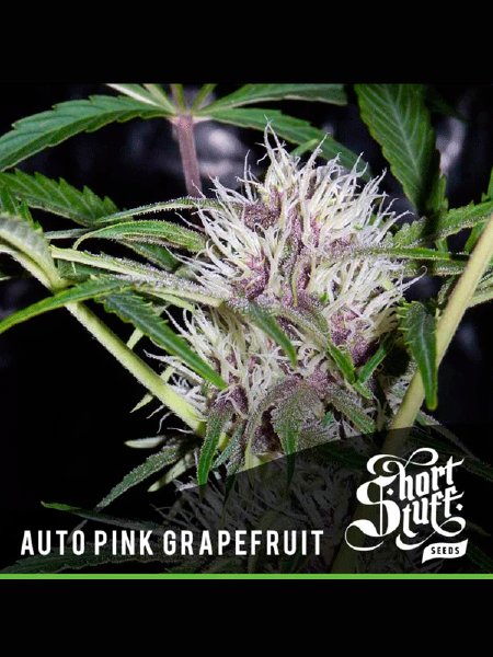 Auto Pink Grapefruit Seeds - 5