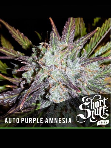 Auto Purple Amnesia Seeds - 5