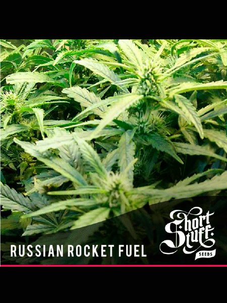 Auto Russian Rocket Fuel Seeds - 5