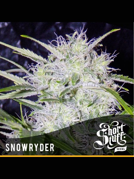 Auto Snowryder Cannabis - 5