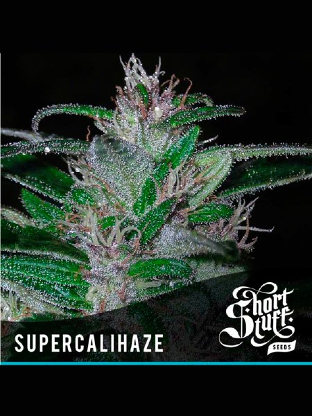 Auto Super Cali Haze Seeds - 5