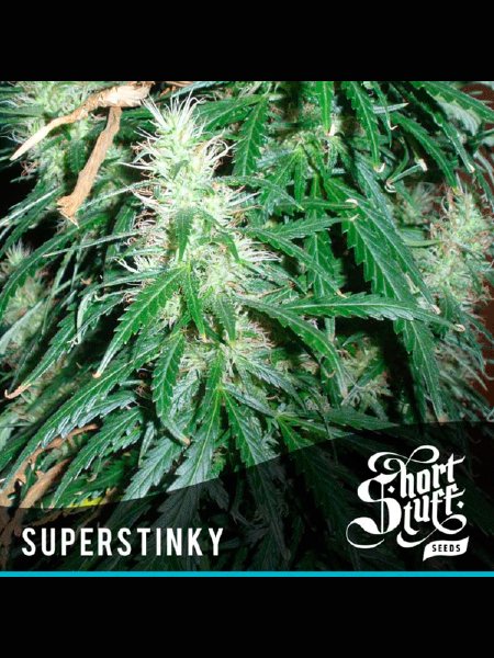 Auto Super Stinky Seeds - 5