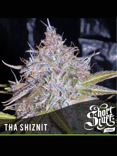 Tha Shiznit Auto Seeds - 5