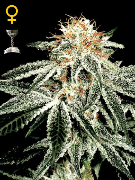 Green House Seeds - White Widow Automatic