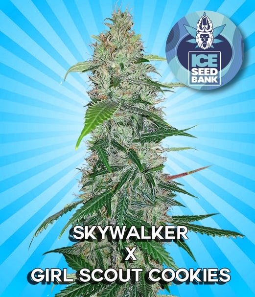 Skywalker x Girl Scout Cookies Feminised Seeds 