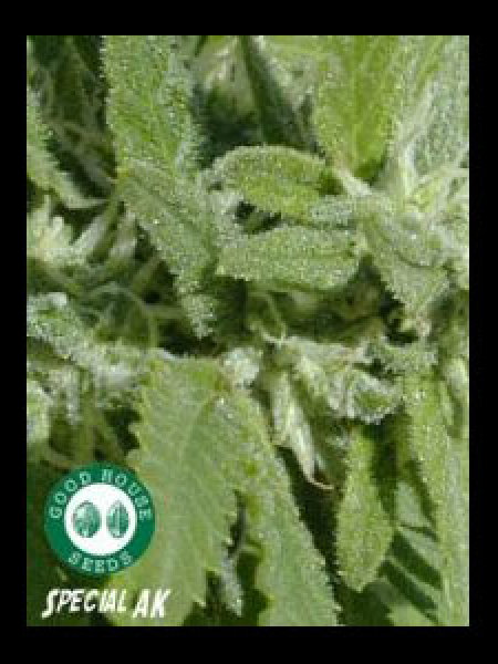 Good House Seeds - Special AK Seeds - 10