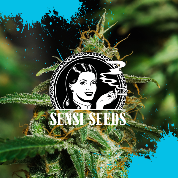 Early Skunk Auto seeds