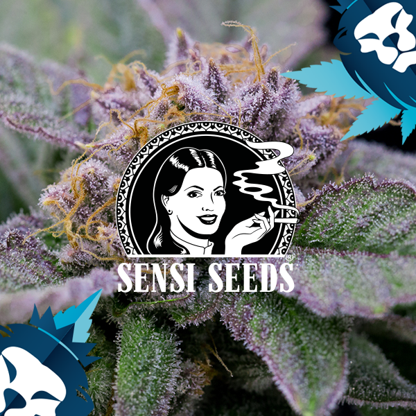 Skunk Kush seeds