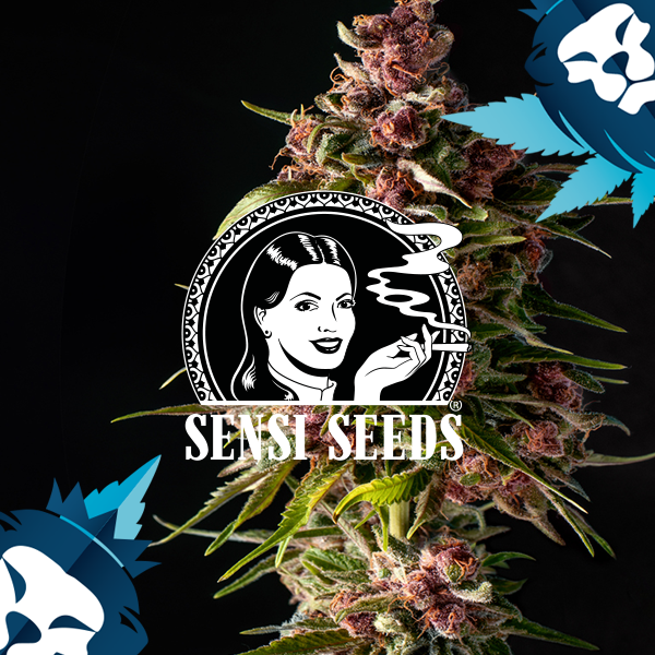 Mexican Sativa seeds
