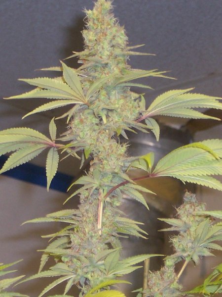 Strawberry Cough Seeds - 12