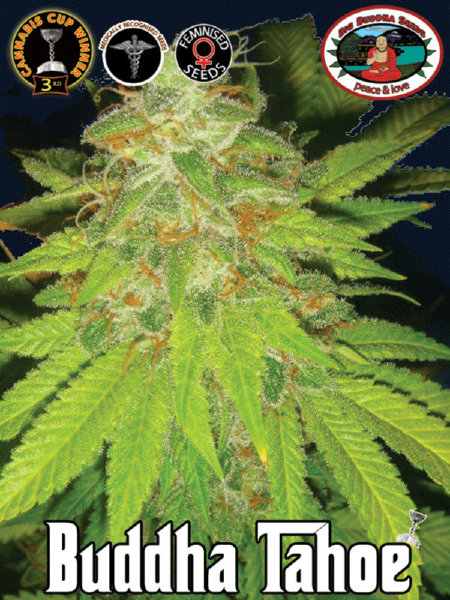 Big Buddha - Tahoe Single Cannabis Seed - 1