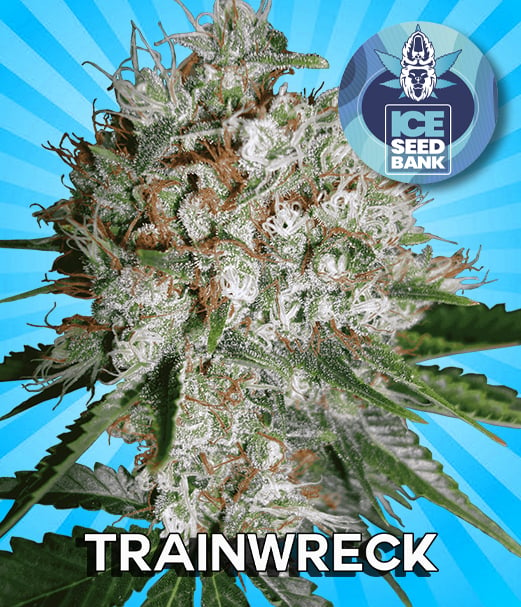 Trainwreck Feminised Seeds