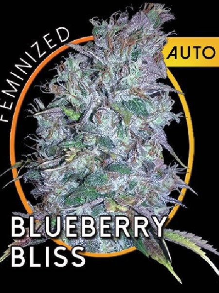Blueberry Bliss Seeds