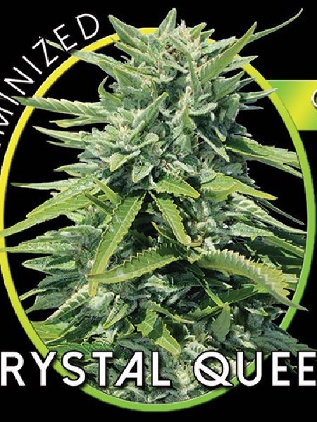 Crystal Queen Seeds