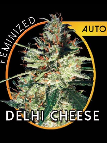 Delhi Cheese Seeds