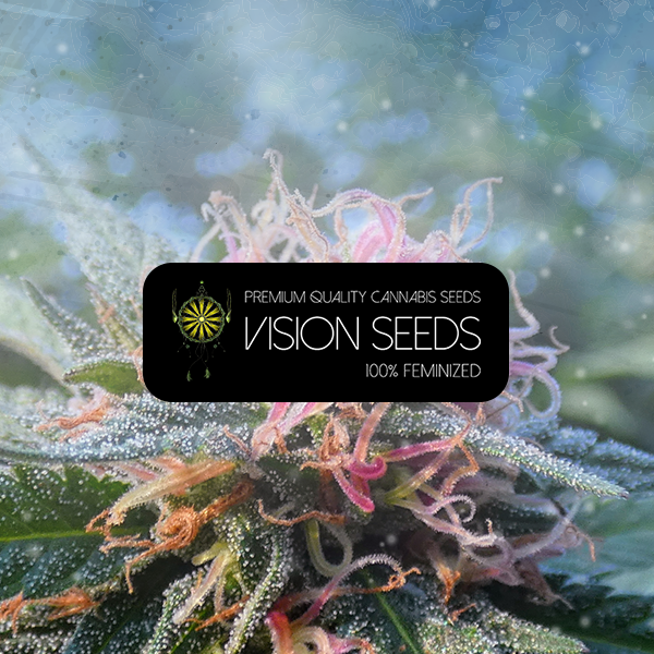 Vision Jack Auto seeds