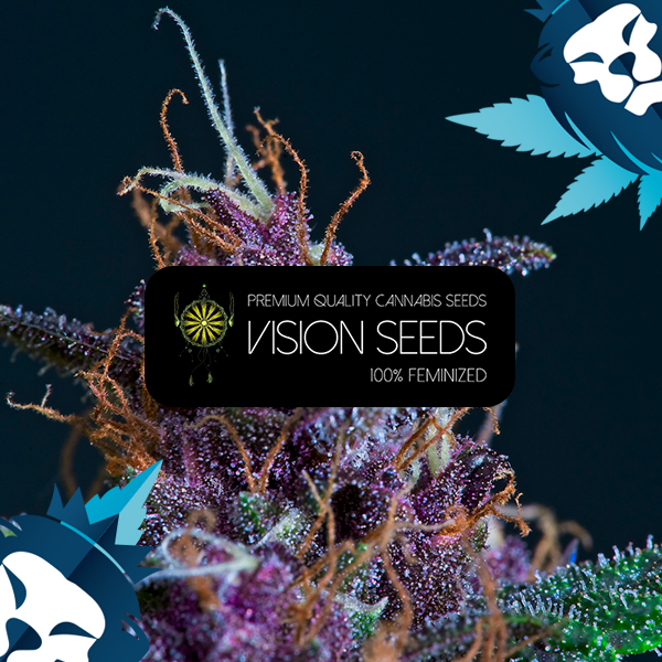 Vision Kush Auto seeds