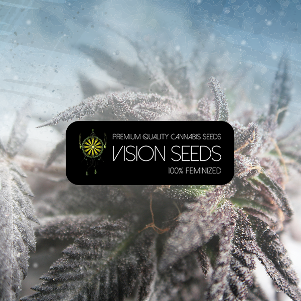 Vision Gelato Auto seeds
