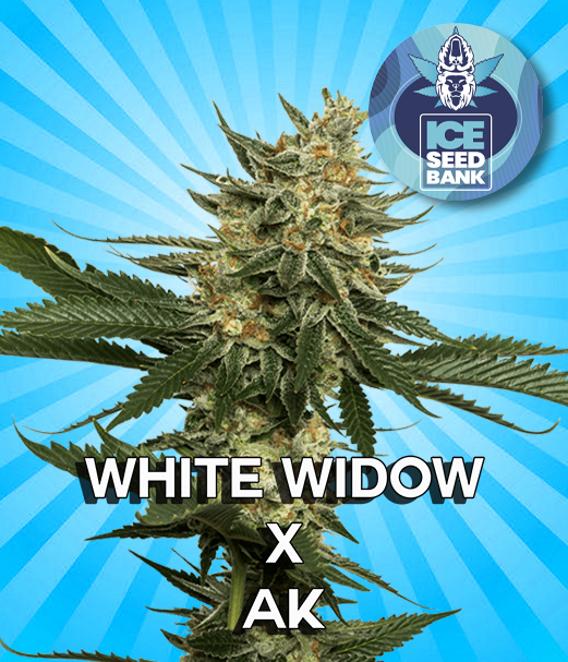 White Widow x AK Feminised Seeds