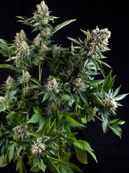 Pyramid Seeds - Auto White Widow Single Cannabis Seed - 1