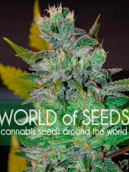 World Of Seeds Diamond - Space Seeds