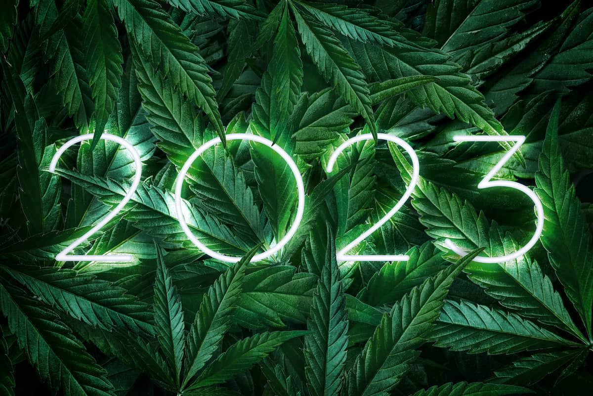 2023 on a bed of cannabis leaves