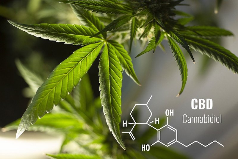 12 Important CBD Facts Every Beginner Should Know