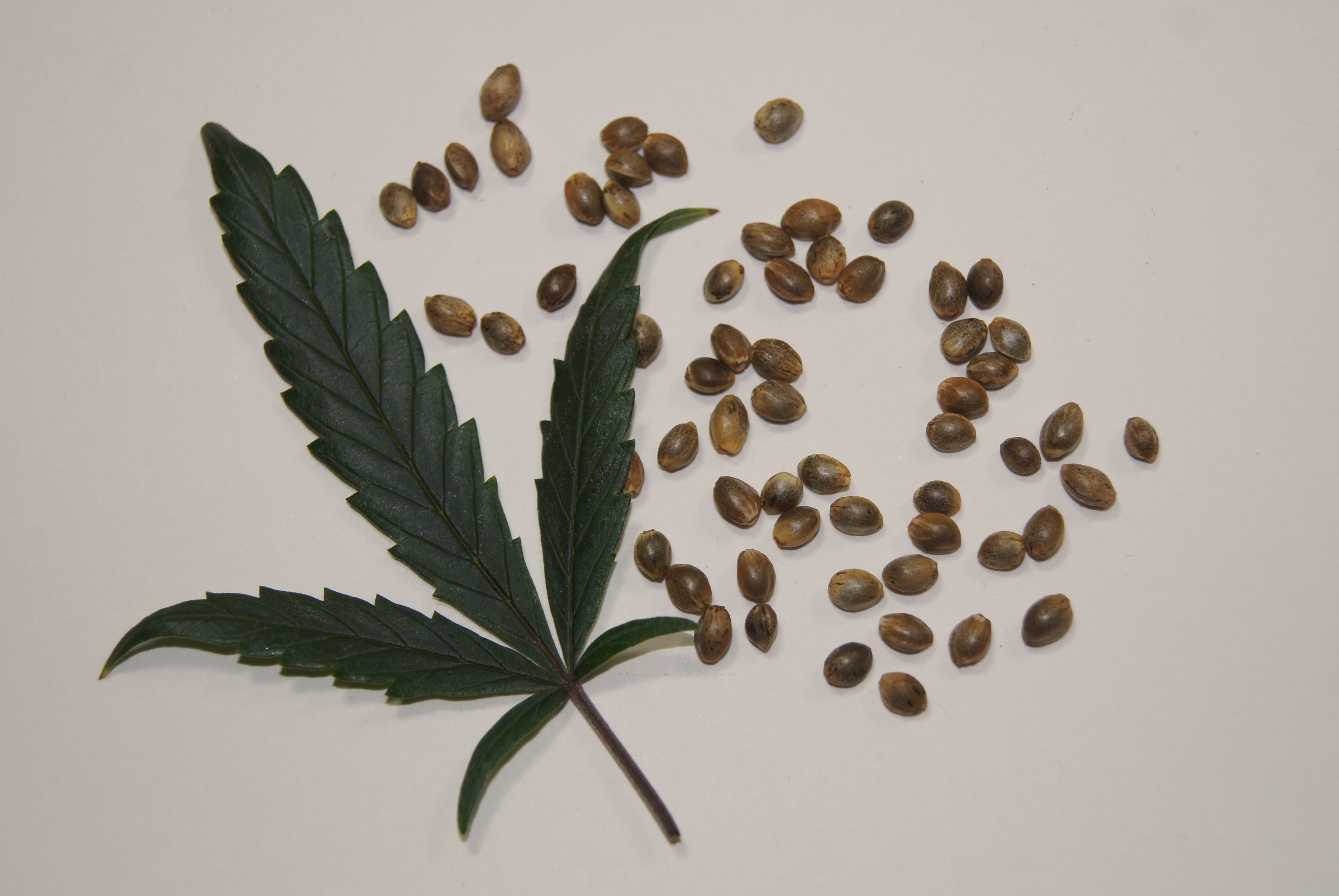 Cannabis leaf next to a handful of cannabis seeds.