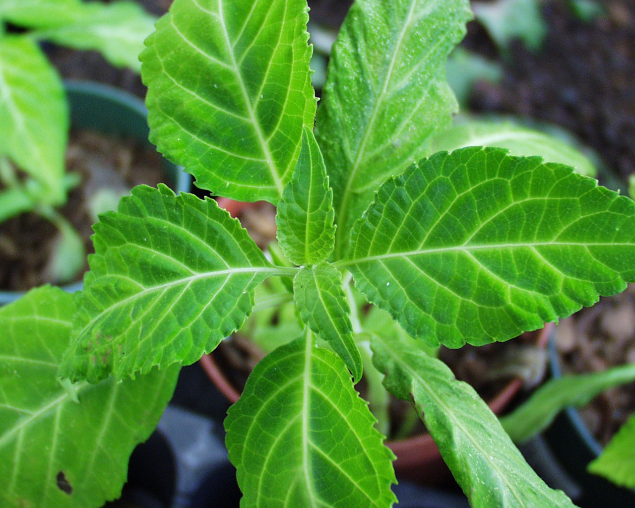 Salvia Divinorum: the benefits, effects and medicinal potential