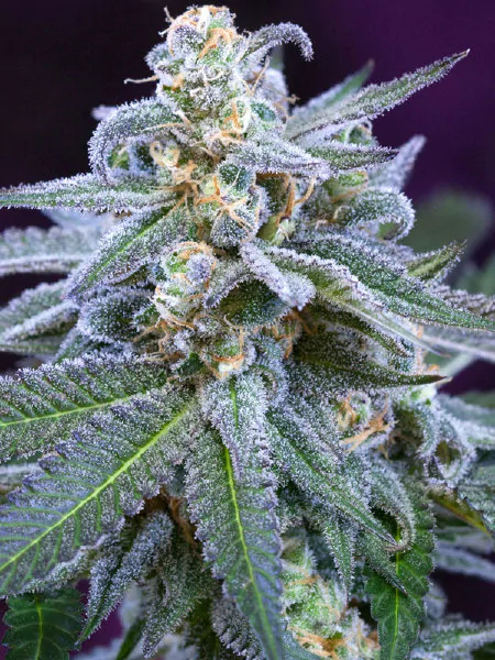 Killer Grape Seeds main product photo
