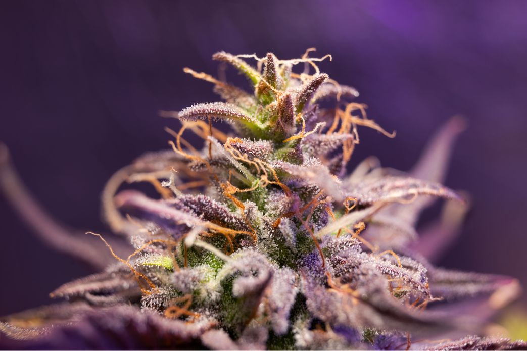 cbd flower bud with purple hues and orange sprouts